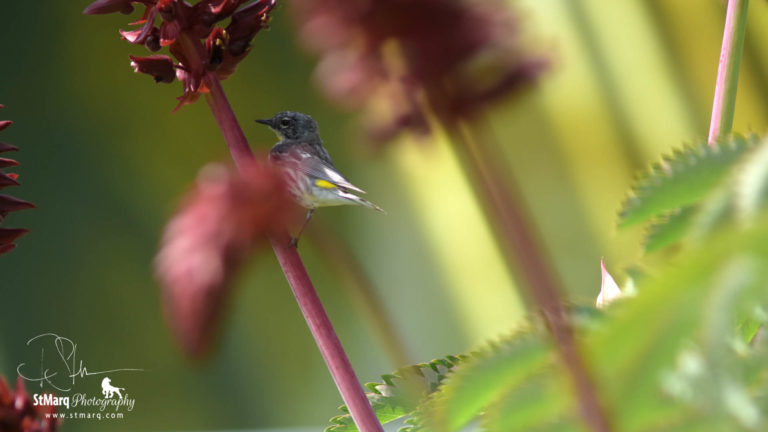 Birds, Bees, Foliage, Trees