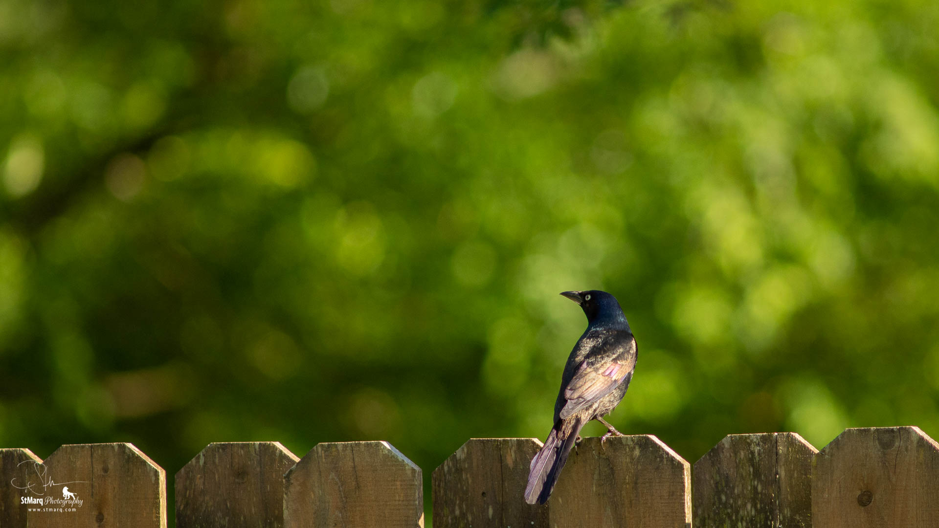 Birds In The Backyard