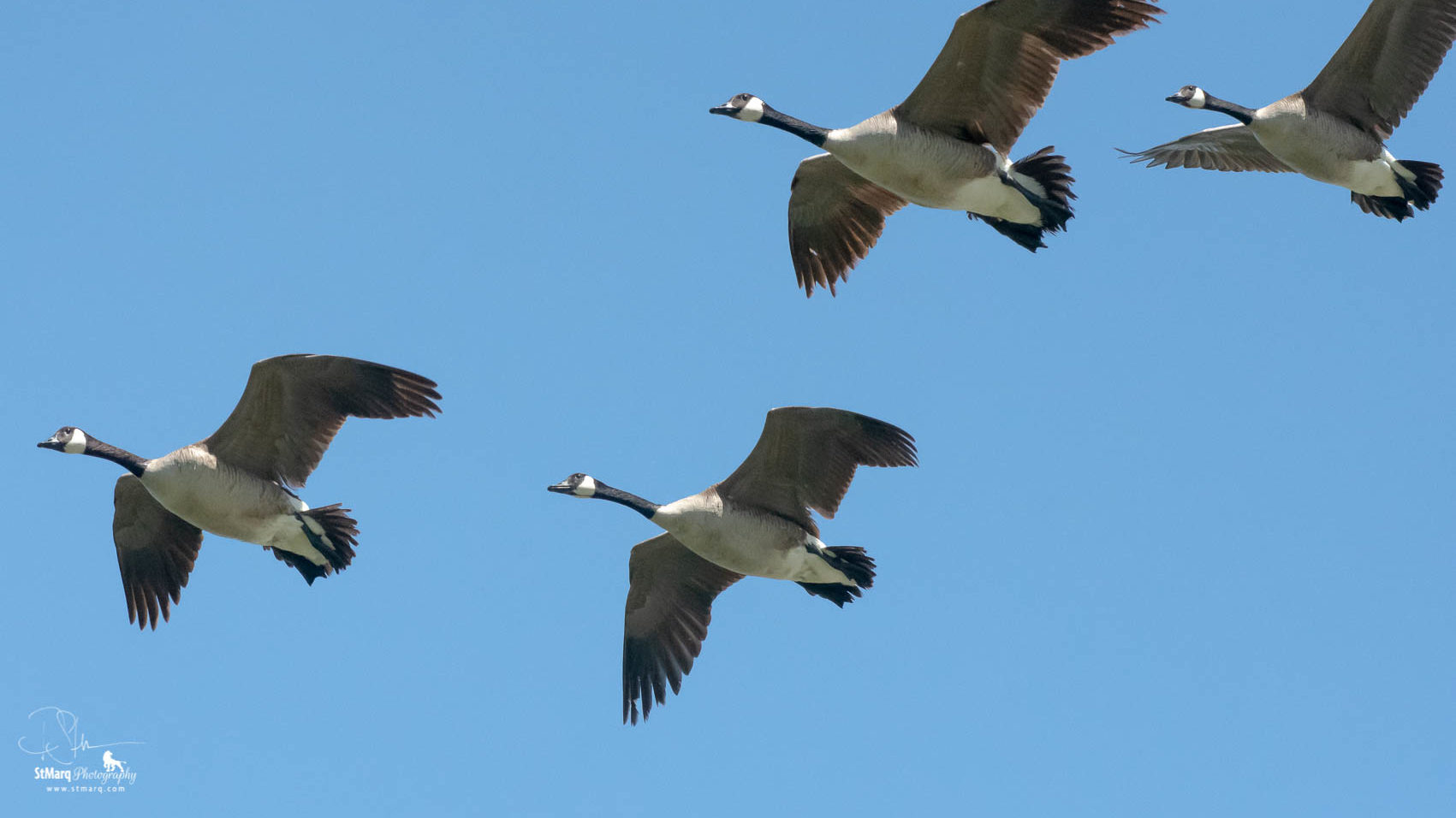 Canada Geese