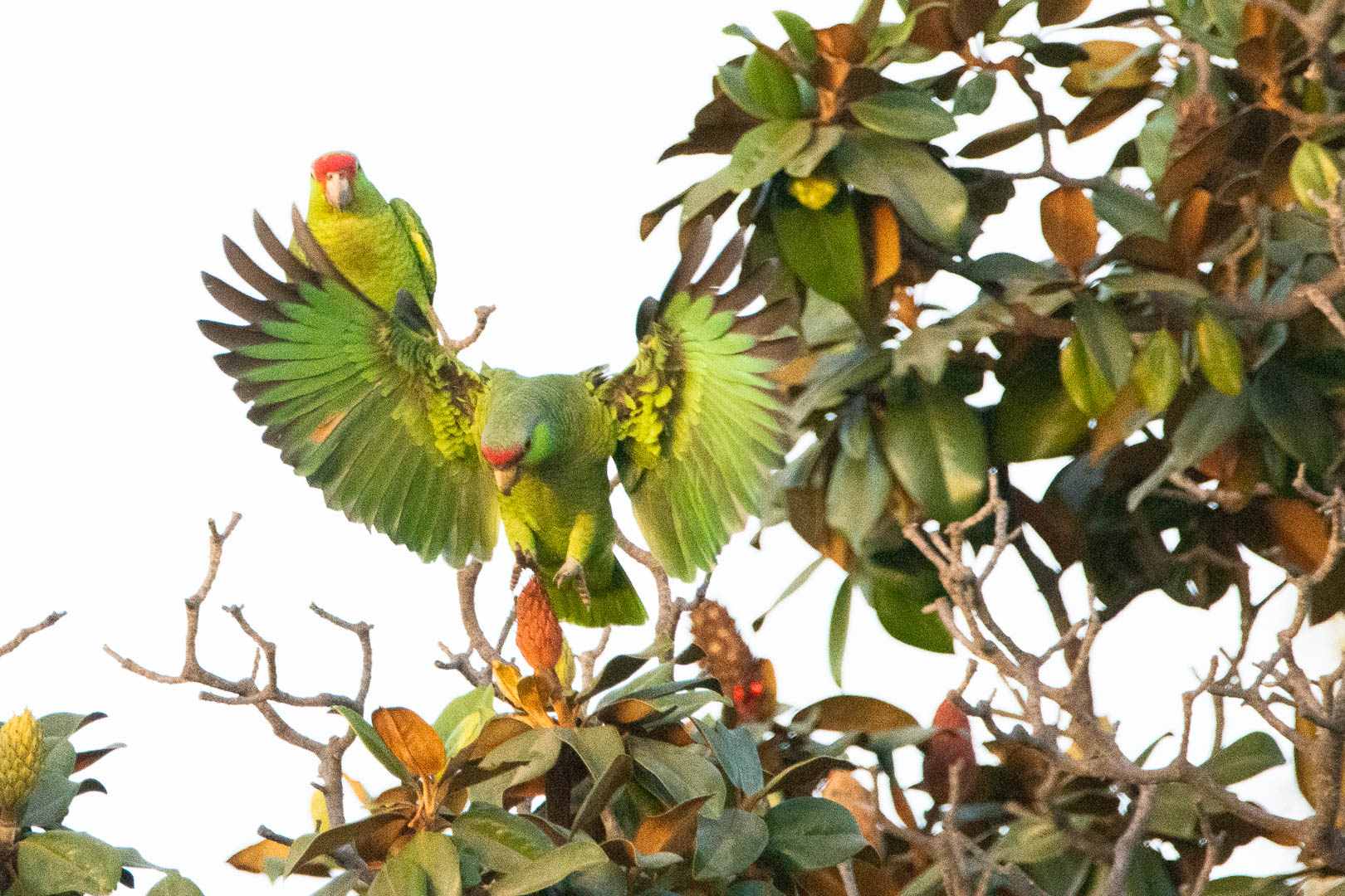 Loud Parrots Dominate Whittier Neighborhood
