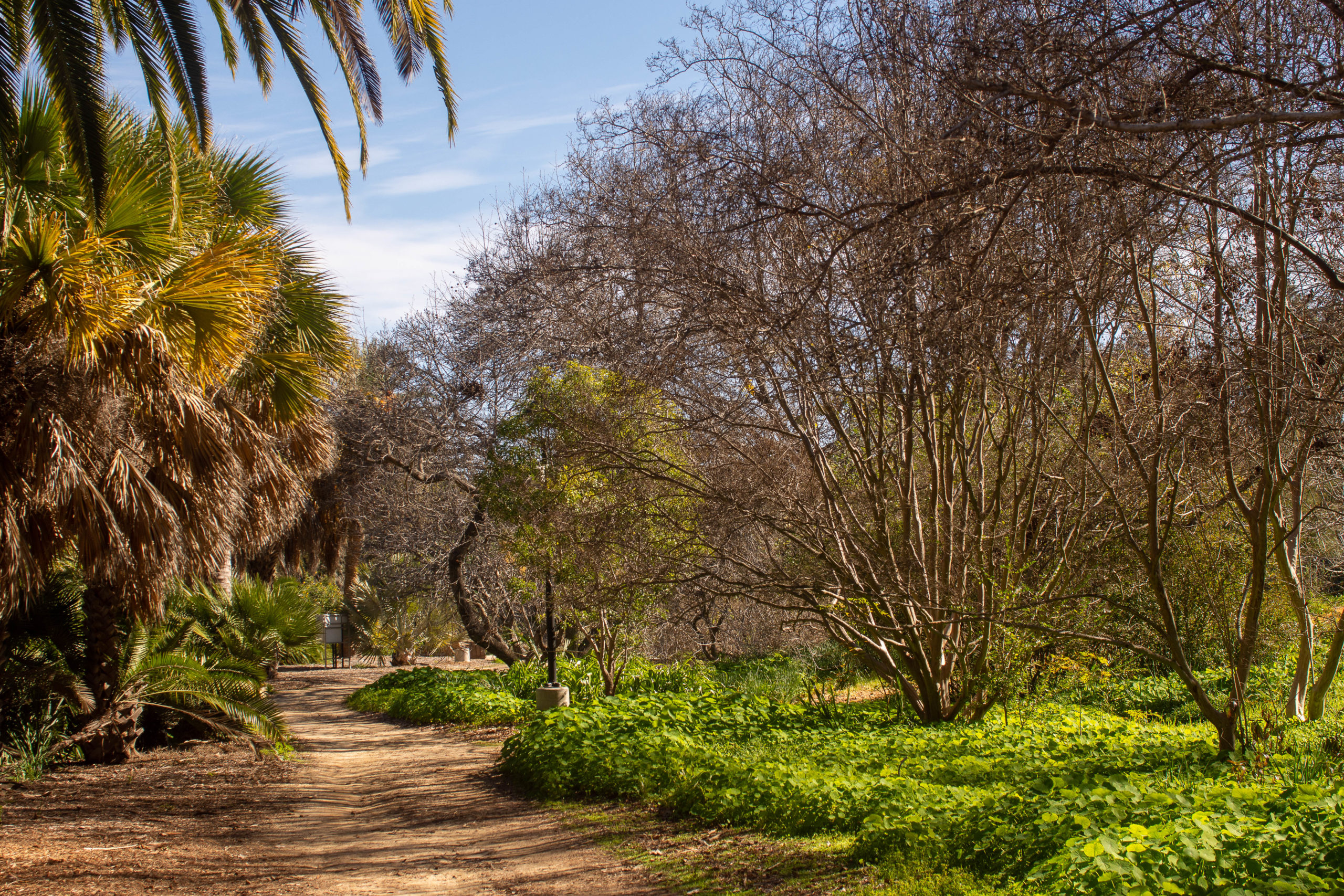 Trees and bushes line the path at the Fullerton Arboretum on Monday, January 23, 2023.