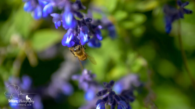 Birds, Bees, Foliage, Trees