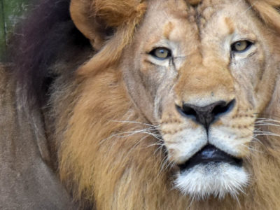 Zoo-African Lion-4037