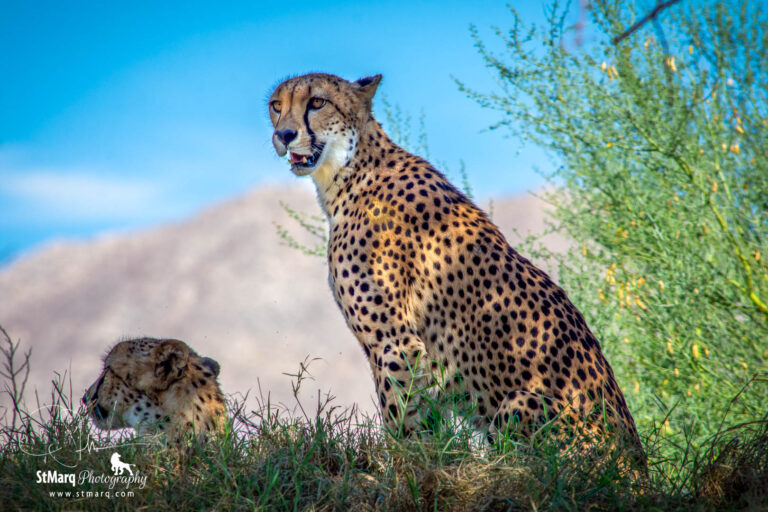 Zoo Photography