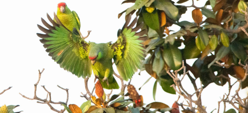Loud Parrots Dominate Whittier Neighborhood
