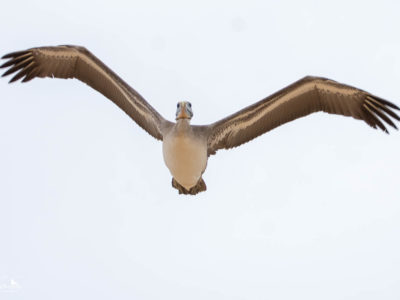 Pelican At The Wedge