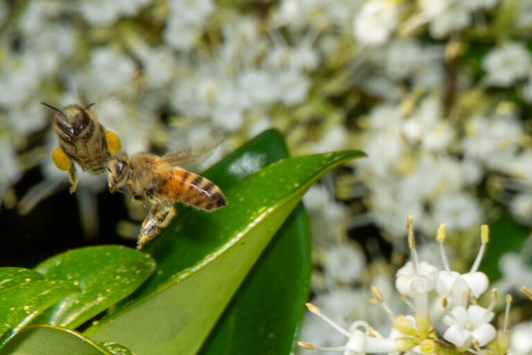 Backyard Honeybees